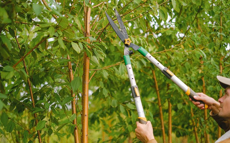 Tree trimming in Lacon, IL